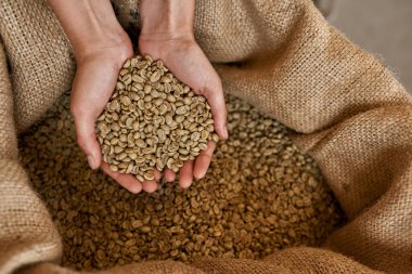 Top view of partial female worker or farmer holding green coffee beans in hands over textile sack. Coffee process making and production. High quality fresh natural organic coffee grains for export
