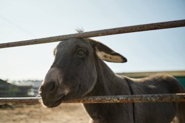 Çiftlikteki ya da çiftlikteki çayırlarda otlarken gözlerini kaçıran sevimli siyah eşeğin yüzü. Modern ekolojik ve doğal tarım ve tarım. Çevresel sürdürülebilirlik. Hiç kimse. Sıcak güneşli bir gün.