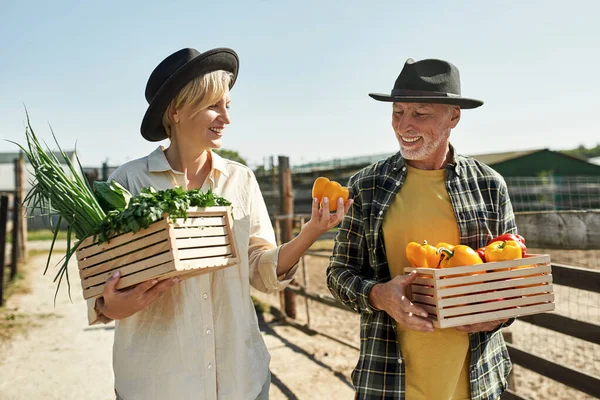 Smiling senior european farmer couple carrying wooden baskets with organic peppers and greens on farm. Woman show pepper to husband. Fresh harvest. Modern countryside lifestyle. Agriculture. Sunny day