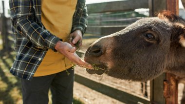 Çiftlikteki otlarla eşek besleyen olgun erkek çiftçinin kısmi görüntüsü. Modern kırsal yaşam tarzı kavramı. Evcil hayvan bakımı fikri. Tarım ve tarım. Sıcak güneşli bir gün.