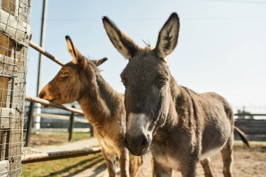 Çiftlikte ya da çiftlikte otlayan iki sevimli eşek. Modern ekolojik ve doğal tarım ve tarım kavramı. Çevresel sürdürülebilirlik. Hiç kimse. Güneşli yaz günü