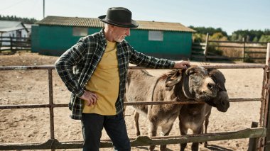 Gülümseyen beyaz saçlı erkek çiftçi çiftlikteki çayırlarda eşek okşuyor. Modern kırsal yaşam tarzı kavramı. Evcil hayvan bakımı fikri. Tarım ve tarım. Sıcak güneşli bir gün.