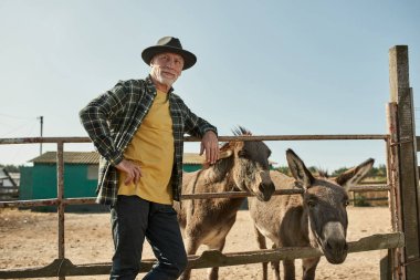 Kafkasyalı kıdemli erkek çiftçi, çiftlikte eşeklerle otlakta dikilirken gözlerini kaçırıyor. Modern kırsal yaşam tarzı kavramı. Evcil hayvan bakımı fikri. Tarım ve tarım. Sıcak güneşli bir gün.