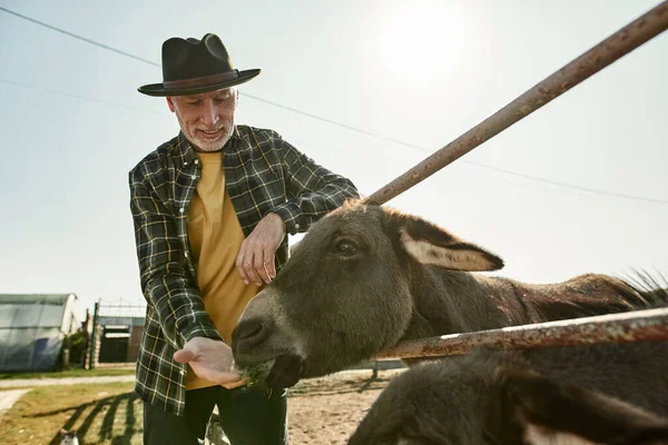 Smiling Caucasian Elderly Male Farmer Feeding Donkey Grass Paddock Farm — Stockfoto