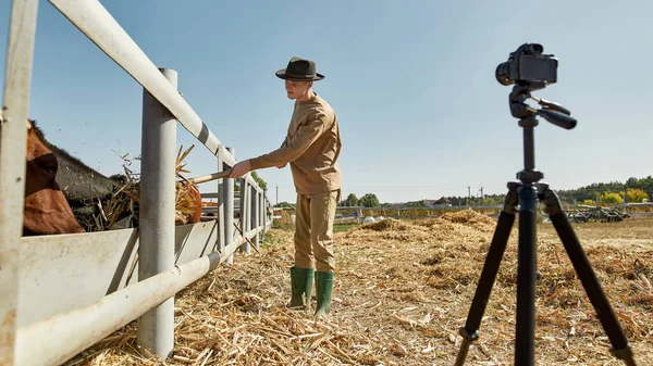 Agricultor Cara Caucasiano Fazendo Vídeo Alimentação Vacas Leiteiras Com Feno — Fotografia de Stock