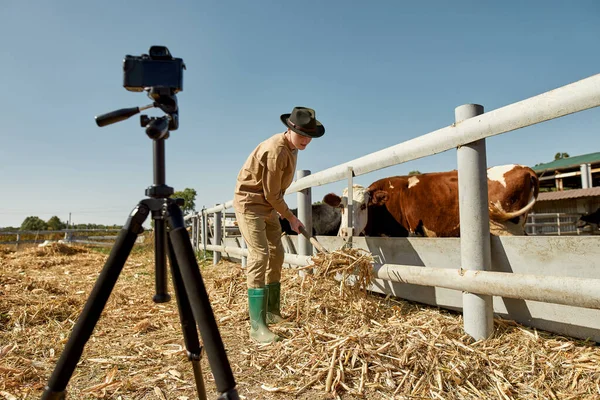 Caucasian Male Farmer Taking Video Feeding Cows Hay Digital Camera — Foto de Stock