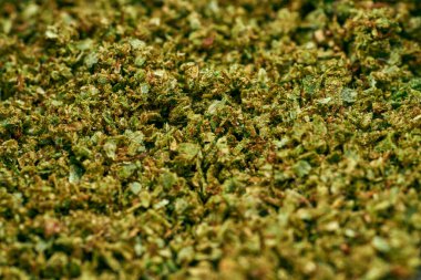 Background from green dry crushed marijuana buds. Light drug and addiction. Herbal medicine and painkiller therapy. Close up of natural fresh homemade organic cannabis
