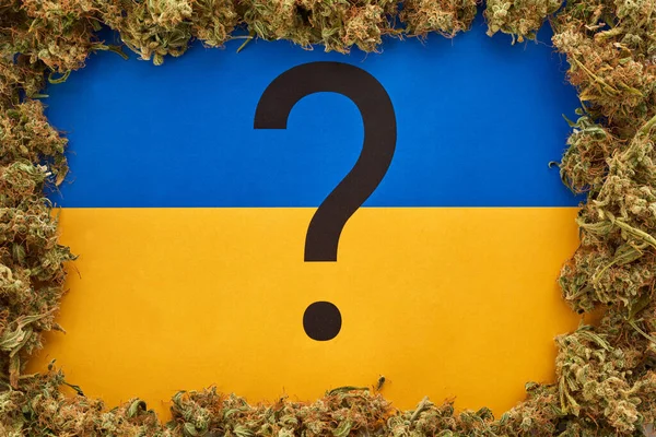 Question mark sign in frame from dry marijuana buds on Ukraine flag background. Light drug and addiction. Natural organic herbal medicine and painkiller therapy. Concept of cannabis legalization