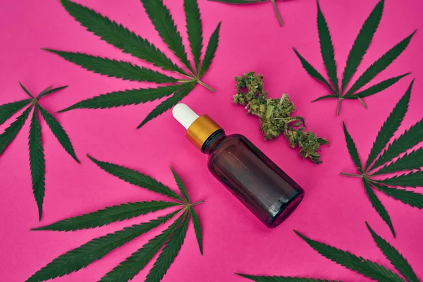 Green leaves and dry crushed buds of marijuana with bottle with essential cannabinoid oil isolated on pink background. Legalized drug and addiction. Herbal medicine. Natural organic homemade cannabis