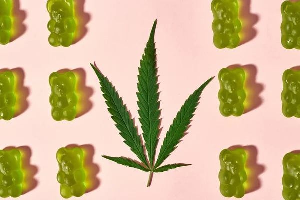 Bovenaanzicht Van Verse Groene Marihuana Blad Zoete Lekker Teddy Beer — Stockfoto