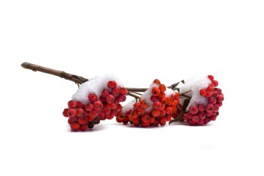 Rowanberry