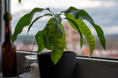 Pencere kenarında cam bir kavanozda yeşil bitki