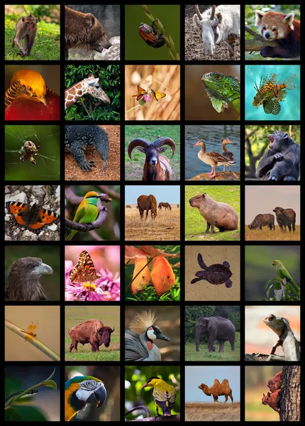 Collage de animales — Foto de Stock