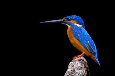 Kingfisher profili
