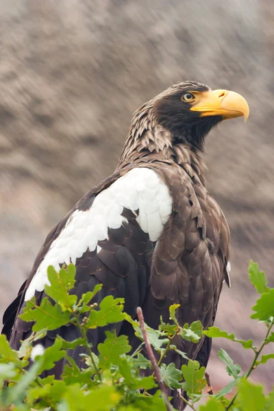 Águila de mar de Stelller (Pelagicus haliaeetus ) — Foto de Stock