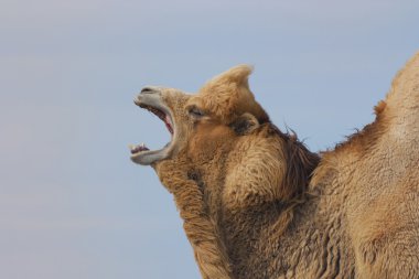 Roaring bactrian camel (Camelus bactrianus) clipart