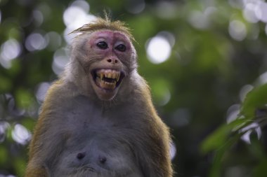 Sri-Lanka toque makak (macaca sinica)
