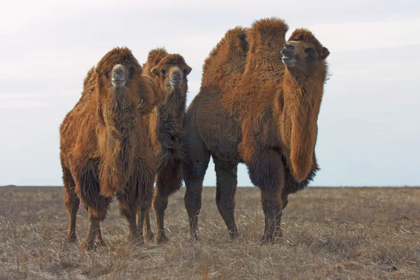 Baktriske kameler (Camelus bactrianus ) – stockfoto