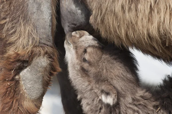 Бактрийский верблюд кормит своего ребенка — стоковое фото