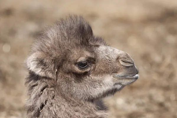 Camelo bactriano bebé (Camelus bactrianus ) — Fotografia de Stock