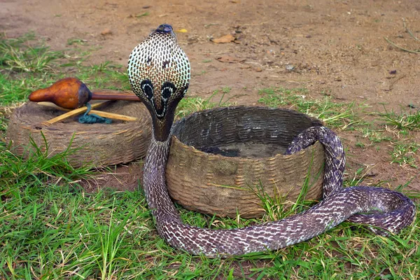 Snake charming Stock Picture