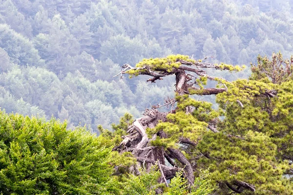 山の森林 — ストック写真