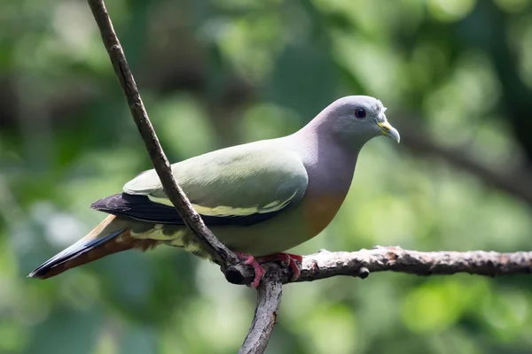 Green pigeon — Stock Photo, Image