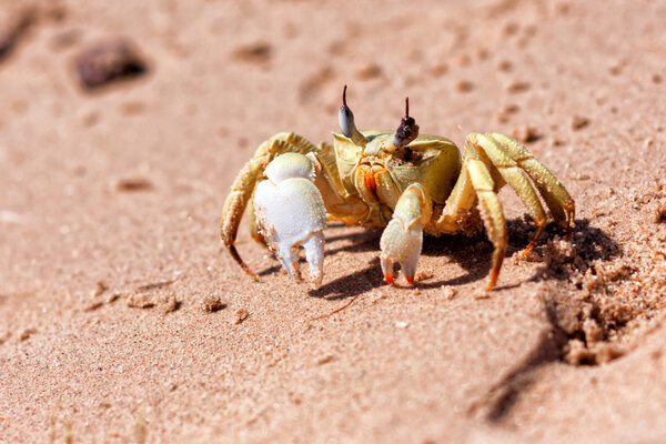 Крупный план
