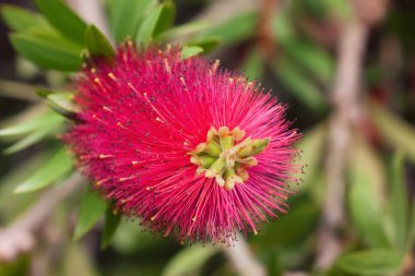 Kırmızı bottlebrush çiçeği (callistemon citrinus)