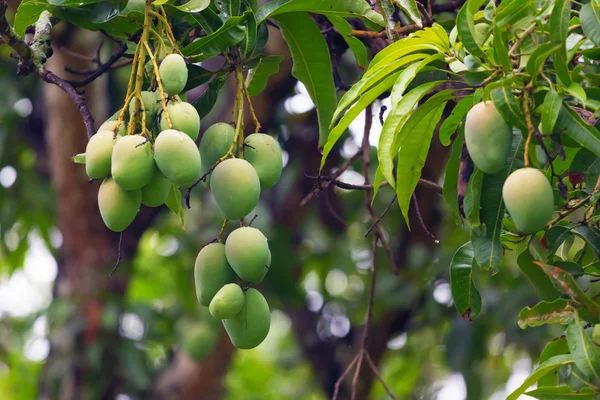 Mangos verdes en un árbol — Foto de Stock