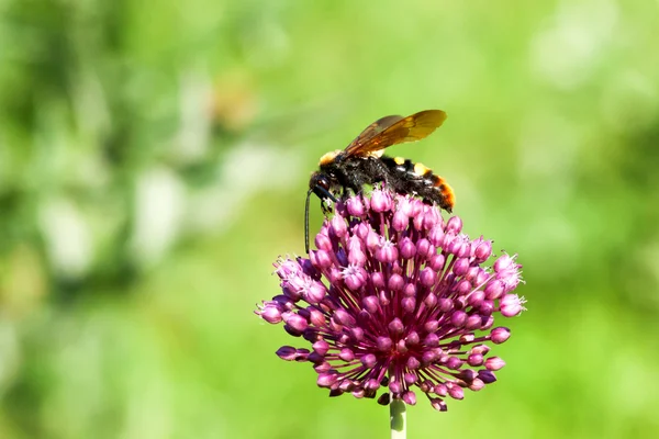 Гігантські wasp (scolia плямиста) — стокове фото