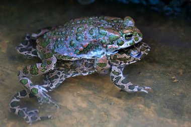 Green toads clipart