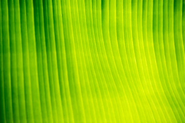 Textura da folha de banana — Fotografia de Stock