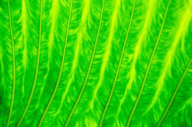 palmiye yaprağı doku