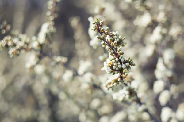 Blackthorn in bloom — Stock Photo, Image