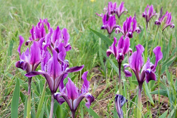 Wild paarse irissen — Stockfoto