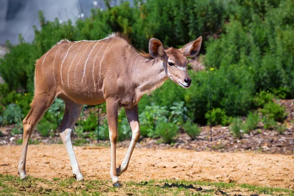 Större kudu — Stockfoto