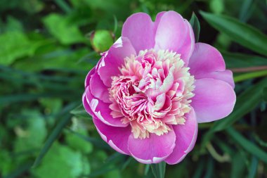 Peony çiçek