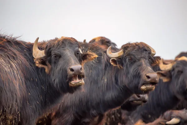 Surprised Asian water buffalo — Stock Photo, Image