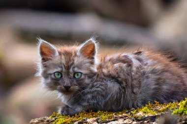 yolunu yitirmek kedi