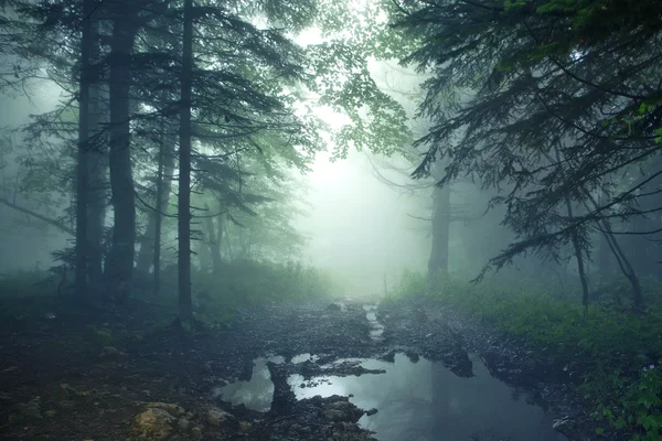 Bosque de fantasía — Foto de Stock