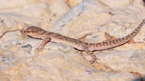 Fechar bonito pequeno Even-fingered gecko ou Alsophylax pipipiens — Vídeo de Stock
