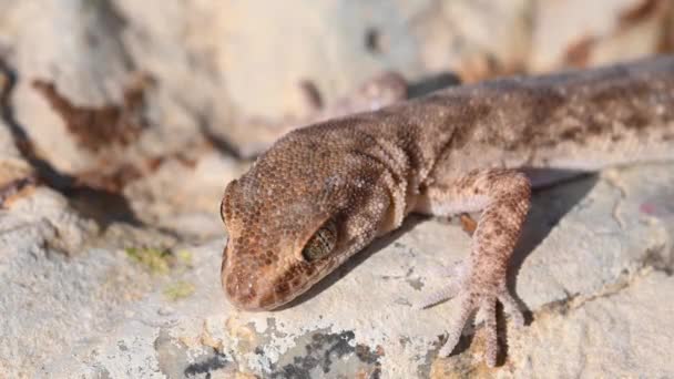 Close up niedlichen kleinen geradfingrigen Gecko oder Alsophylax pipiens — Stockvideo