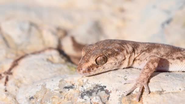 Gros plan mignon petit Gecko à doigts pairs ou Alsophylax pipiens — Video