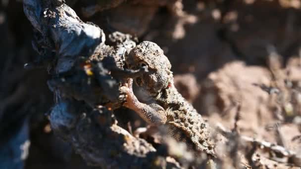 Phrynocephalus helioscopus ή sunwatcher agama — Αρχείο Βίντεο