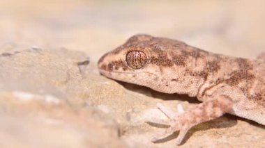 Taş üzerinde çift parmaklı kertenkele veya Alsophylax pipipiens