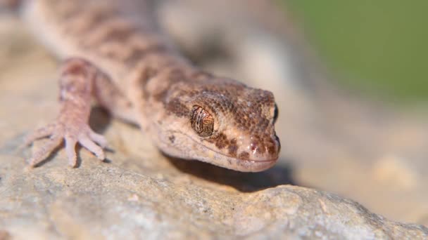 Gleichfingriger Gecko oder Alsophylax pipiens auf Stein — Stockvideo