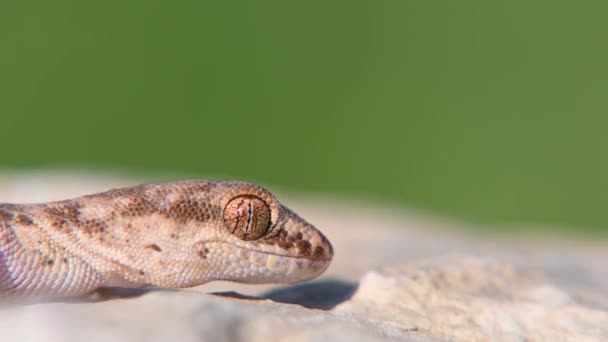 Gecko de dedos uniformes o Alsophylax pipiens en piedra — Vídeo de stock