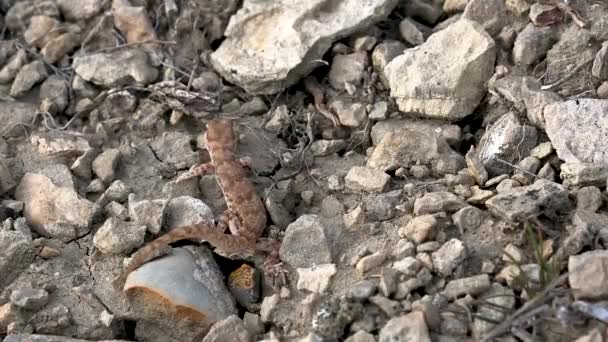 Równopalczaste gekony lub alzofilax pipiens na kamieniu — Wideo stockowe