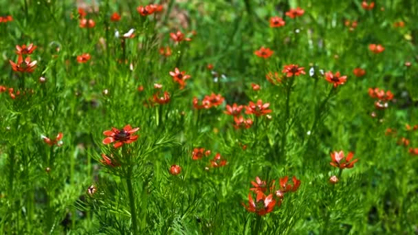 Planta de faisán de verano o Adonis aestivalis — Vídeos de Stock